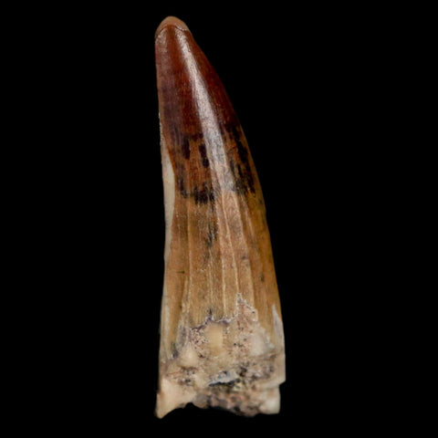 1.2" Suchomimus Fossil Tooth Cretaceous Spinosaurid Dinosaur Elraz FM Niger COA - Fossil Age Minerals