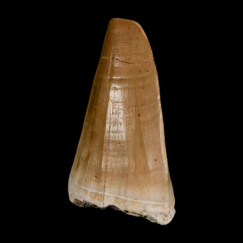 XL 2.2" Tylosaurus Mosasaur Fossil Tooth Cretaceous Dinosaur Era COA, Stand