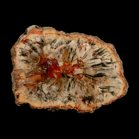 3.1" Fossilized Polished Petrified Wood Branch Madagascar 66-225 Million Yrs Old - Fossil Age Minerals