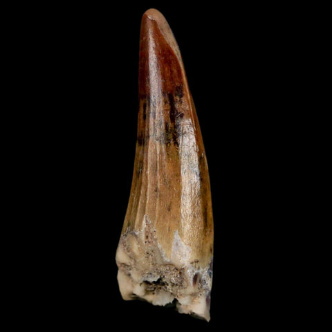 1.2" Suchomimus Fossil Tooth Cretaceous Spinosaurid Dinosaur Elraz FM Niger COA - Fossil Age Minerals