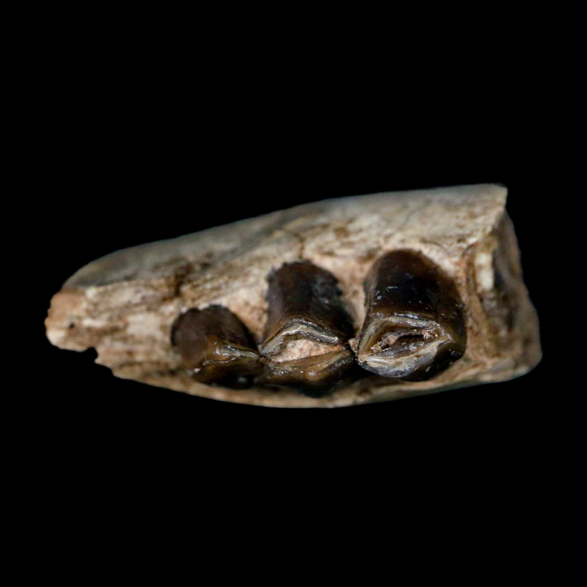 1.1" Poebrotherium Wilsoni Fossil Jaw Teeth Primitive Camel SD Badlands COA Display - Fossil Age Minerals