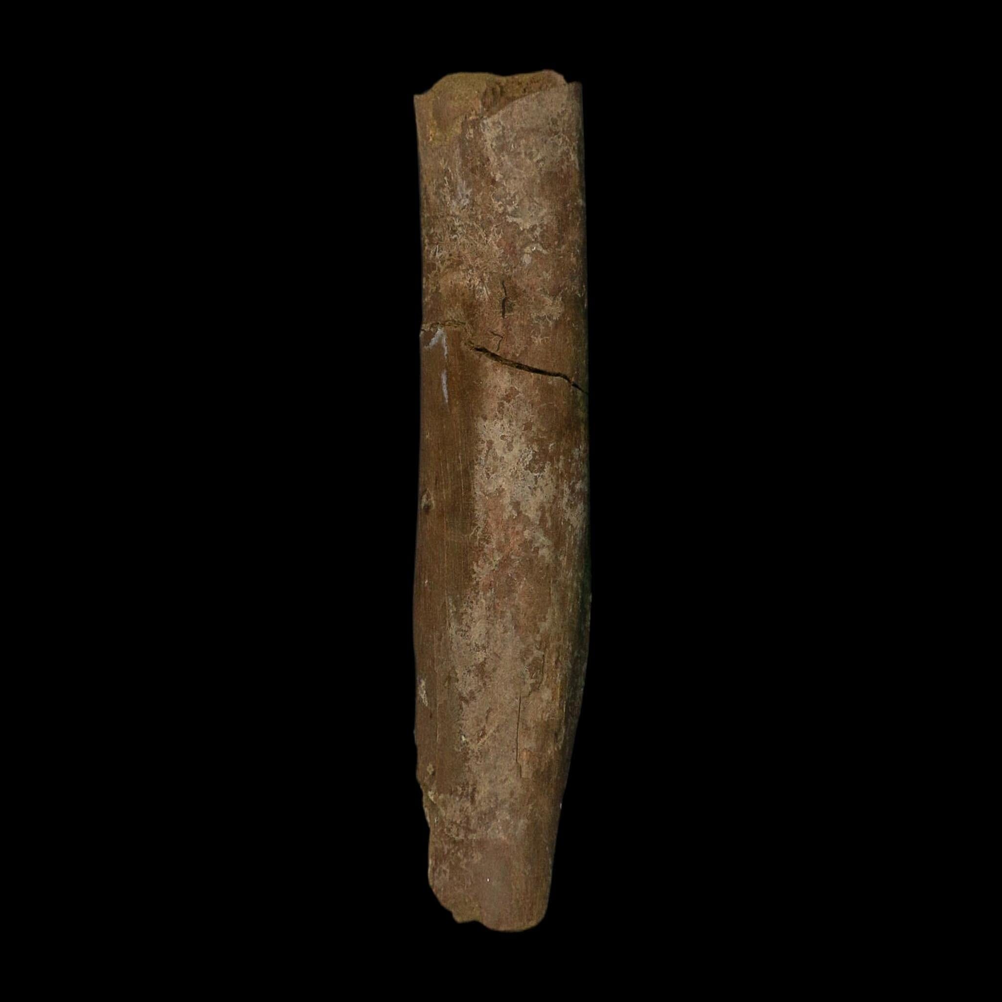 8.5" Tyrannosaurus Rex Fossil Limb Bone Dinosaur Lance Creek FM Wyoming COA