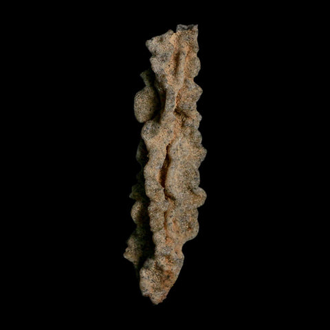 3.7" Fulgurite Petrified Lightning Strike Glass Sahara Desert Algeria - Fossil Age Minerals