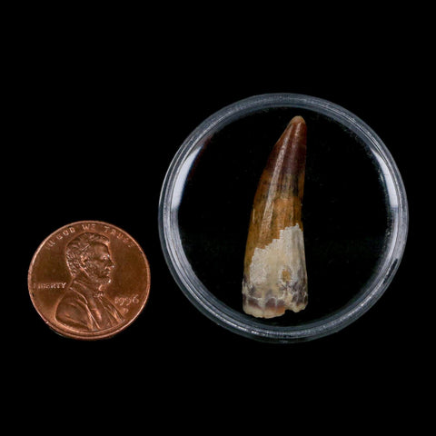 1.2" Suchomimus Fossil Tooth Cretaceous Spinosaurid Dinosaur Elraz FM Niger COA - Fossil Age Minerals