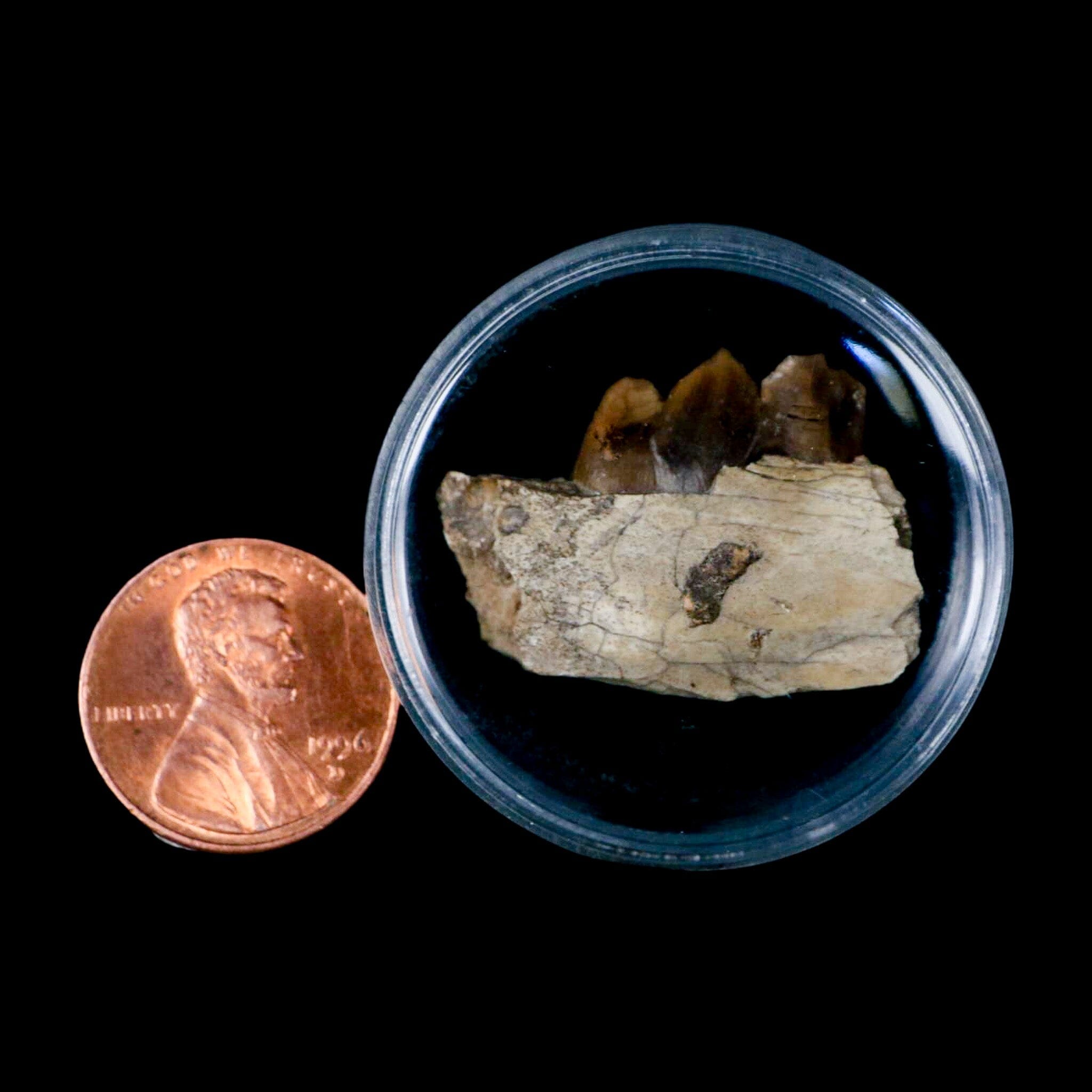 1.1" Poebrotherium Wilsoni Fossil Jaw Teeth Primitive Camel SD Badlands COA Display - Fossil Age Minerals