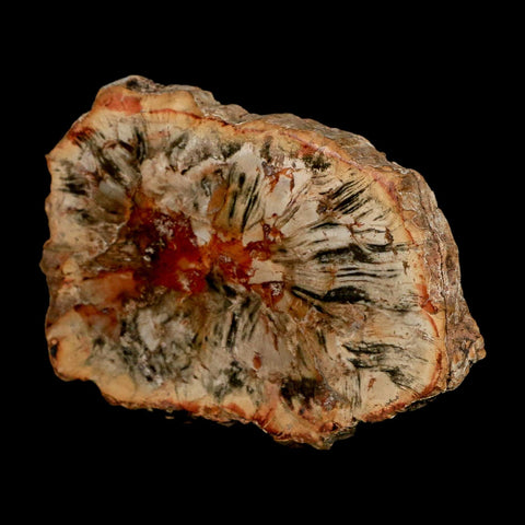 3.1" Fossilized Polished Petrified Wood Branch Madagascar 66-225 Million Yrs Old - Fossil Age Minerals