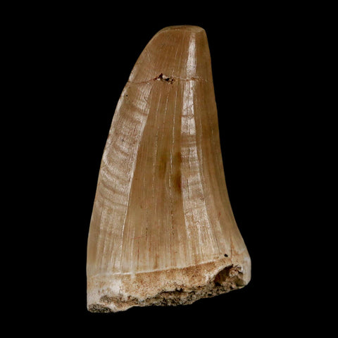XL 2.2" Tylosaurus Mosasaur Fossil Tooth Cretaceous Dinosaur Era COA, Stand