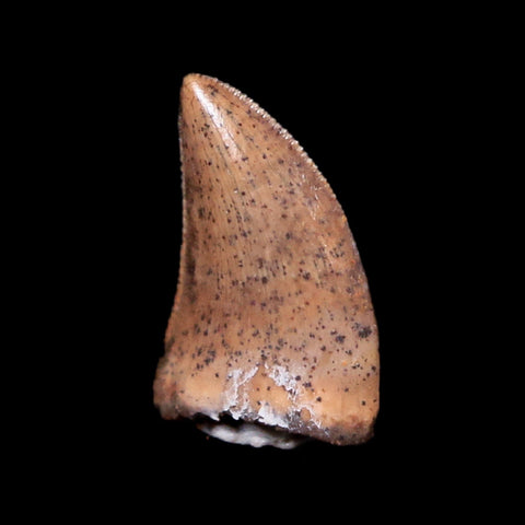 0.3" Dromaeosaurus Raptor Serrated Tooth Fossil Hell Creek FM MT COA & Display - Fossil Age Minerals