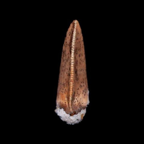 0.3" Dromaeosaurus Raptor Serrated Tooth Fossil Hell Creek FM MT COA & Display - Fossil Age Minerals