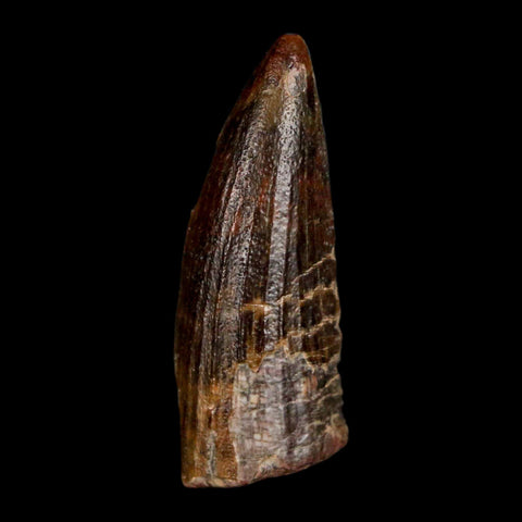 1.2" Suchomimus Fossil Tooth Cretaceous Spinosaurid Dinosaur Elraz FM Niger COA - Fossil Age Minerals