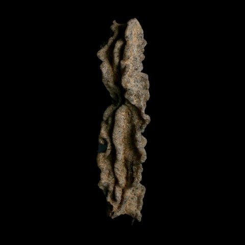 3.7" Fulgurite Petrified Lightning Strike Glass Sahara Desert Algeria - Fossil Age Minerals