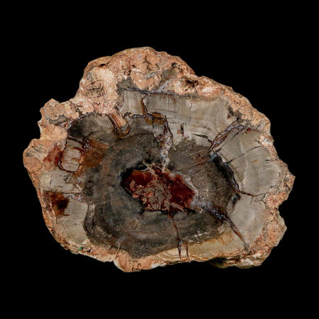 2.9" Fossilized Polished Petrified Wood Branch Madagascar 66-225 Million Yrs Old