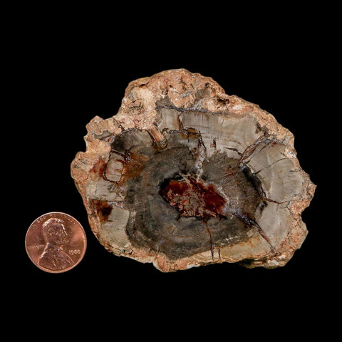 2.9" Fossilized Polished Petrified Wood Branch Madagascar 66-225 Million Yrs Old - Fossil Age Minerals