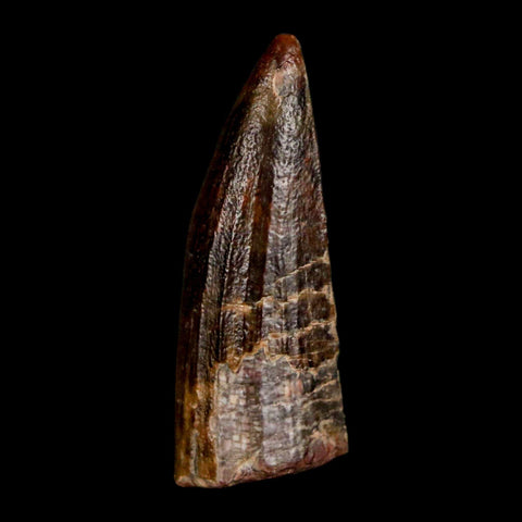 1.2" Suchomimus Fossil Tooth Cretaceous Spinosaurid Dinosaur Elraz FM Niger COA - Fossil Age Minerals