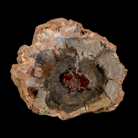 2.9" Fossilized Polished Petrified Wood Branch Madagascar 66-225 Million Yrs Old - Fossil Age Minerals