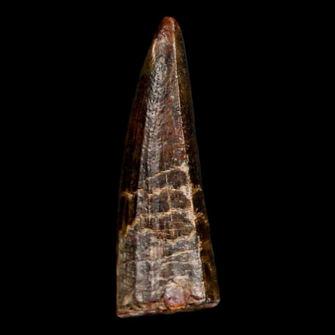 1.2" Suchomimus Fossil Tooth Cretaceous Spinosaurid Dinosaur Elraz FM Niger COA - Fossil Age Minerals