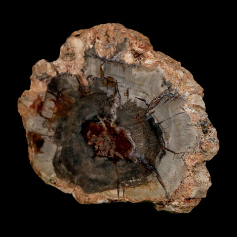 2.9" Fossilized Polished Petrified Wood Branch Madagascar 66-225 Million Yrs Old - Fossil Age Minerals