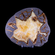 6.6" Septarian Dragon Stone Polished Slice Mineral Specimen Utah Stand