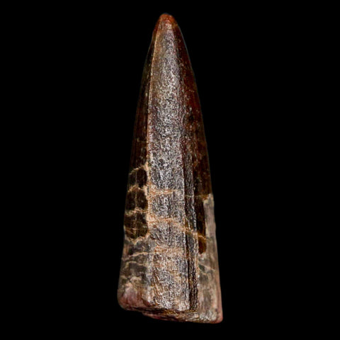1.2" Suchomimus Fossil Tooth Cretaceous Spinosaurid Dinosaur Elraz FM Niger COA - Fossil Age Minerals