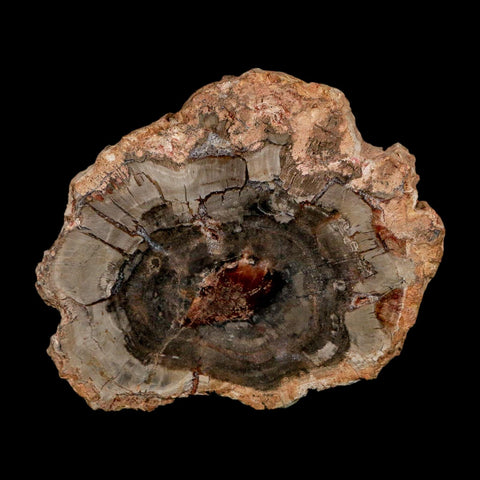 2.9" Fossilized Polished Petrified Wood Branch Madagascar 66-225 Million Yrs Old - Fossil Age Minerals