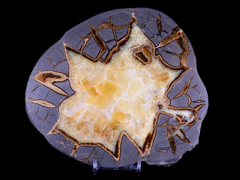6.6" Septarian Dragon Stone Polished Slice Mineral Specimen Utah Stand - Fossil Age Minerals