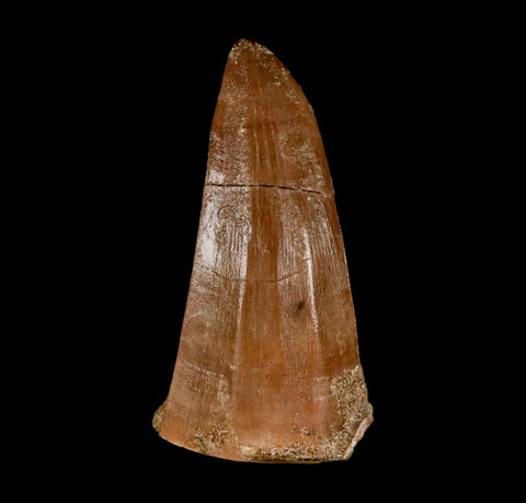 XL 2.2" Mosasaur Hoffmanni Fossil Tooth Cretaceous Dinosaur Era COA & Stand - Fossil Age Minerals