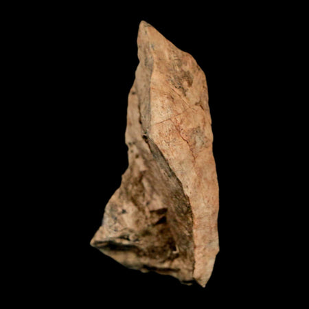 1.5" Tyrannosaurus Rex Fossil Bone Dinosaur Lance Creek Formation Wyoming COA