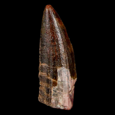 1.2" Suchomimus Fossil Tooth Cretaceous Spinosaurid Dinosaur Elraz FM Niger COA - Fossil Age Minerals