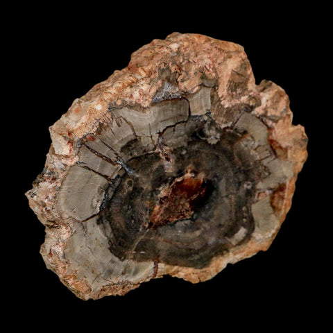 2.9" Fossilized Polished Petrified Wood Branch Madagascar 66-225 Million Yrs Old - Fossil Age Minerals