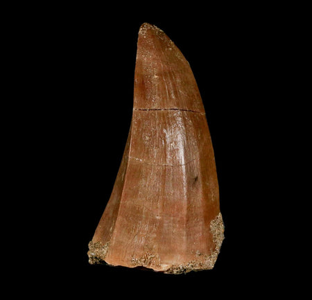 XL 2.2" Mosasaur Hoffmanni Fossil Tooth Cretaceous Dinosaur Era COA & Stand