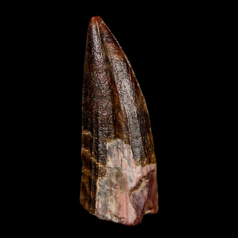 1.2" Suchomimus Fossil Tooth Cretaceous Spinosaurid Dinosaur Elraz FM Niger COA - Fossil Age Minerals