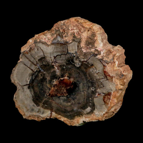 2.9" Fossilized Polished Petrified Wood Branch Madagascar 66-225 Million Yrs Old - Fossil Age Minerals