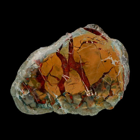 4" Dinosaur Coprolite Fossil Polished Slab Specimen Poop Dung Harry Mountain Utah