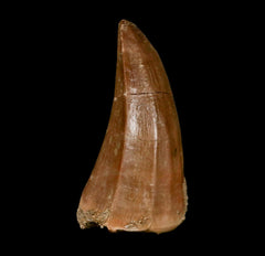 Mosasaurus Fossil Collection