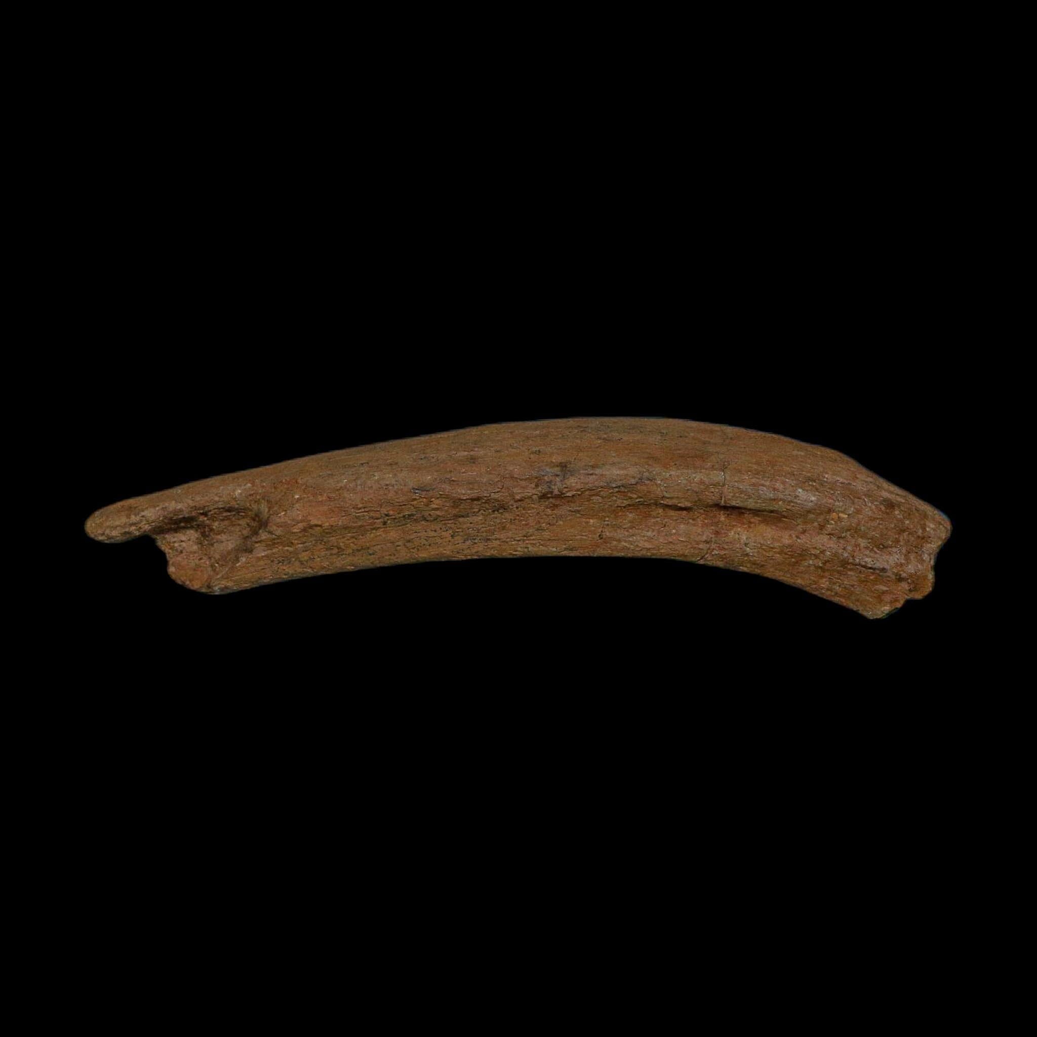 8.6" Edmontosaurus Fossil Rib Bone Hell Creek FM Cretaceous Dinosaur MT COA Stand