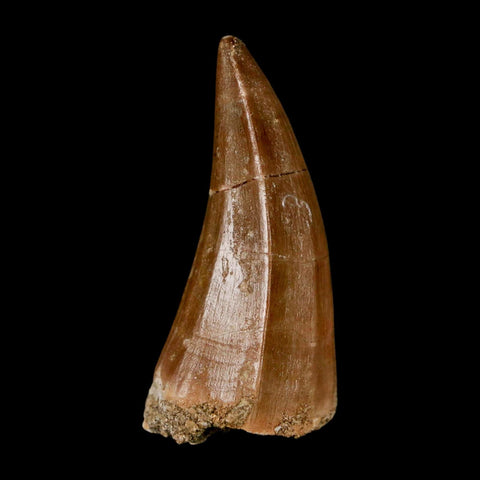 XL 2.2" Mosasaur Hoffmanni Fossil Tooth Cretaceous Dinosaur Era COA & Stand - Fossil Age Minerals