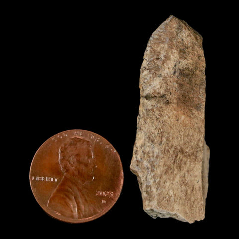 1.6" Tyrannosaurus Rex Fossil Bone Dinosaur Lance Creek Formation Wyoming COA - Fossil Age Minerals