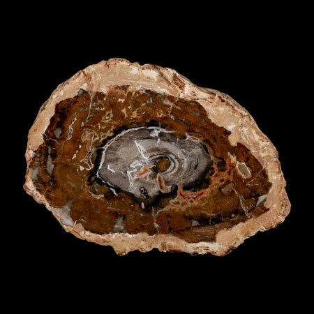 5.1" Fossilized Polished Petrified Wood Branch Madagascar 66-225 Million Yrs Old