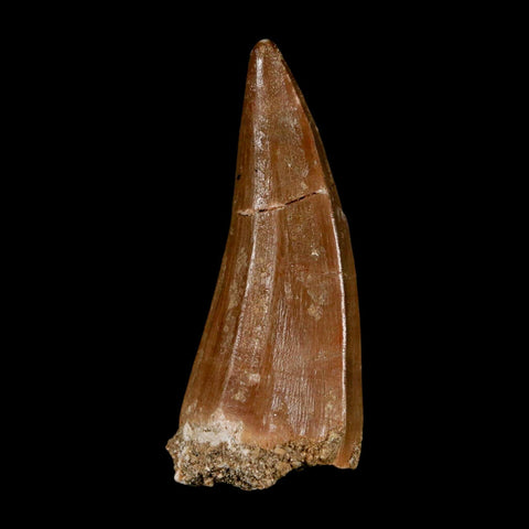 XL 2.2" Mosasaur Hoffmanni Fossil Tooth Cretaceous Dinosaur Era COA & Stand - Fossil Age Minerals