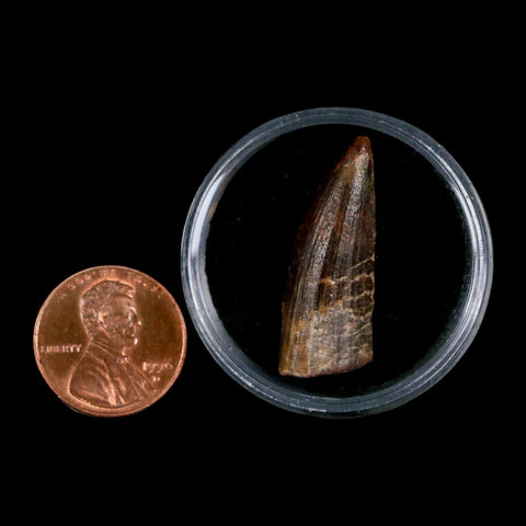 1.2" Suchomimus Fossil Tooth Cretaceous Spinosaurid Dinosaur Elraz FM Niger COA - Fossil Age Minerals