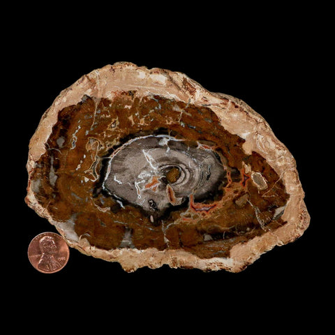 5.1" Fossilized Polished Petrified Wood Branch Madagascar 66-225 Million Yrs Old - Fossil Age Minerals