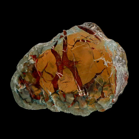 4" Dinosaur Coprolite Fossil Polished Slab Specimen Poop Dung Harry Mountain Utah