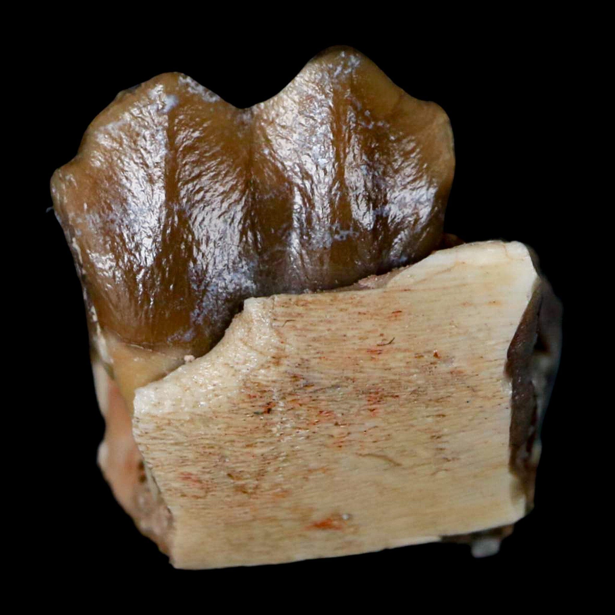 0.6" Poebrotherium Wilsoni Fossil Jaw Teeth Primitive Camel SD Badlands COA Display - Fossil Age Minerals
