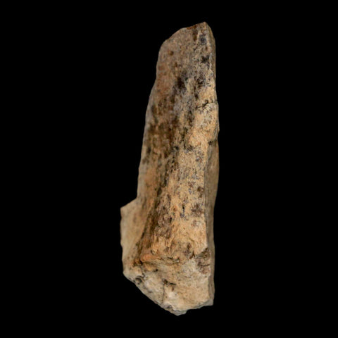 1.6" Tyrannosaurus Rex Fossil Bone Dinosaur Lance Creek Formation Wyoming COA - Fossil Age Minerals