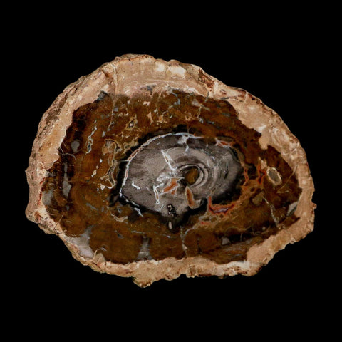 5.1" Fossilized Polished Petrified Wood Branch Madagascar 66-225 Million Yrs Old - Fossil Age Minerals