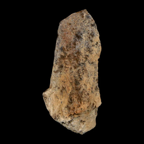 1.6" Tyrannosaurus Rex Fossil Bone Dinosaur Lance Creek Formation Wyoming COA - Fossil Age Minerals