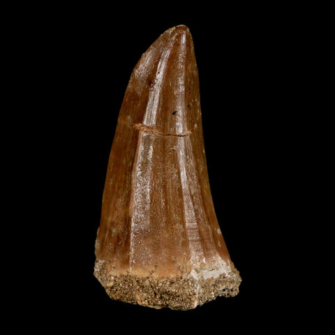 XL 2.2" Mosasaur Hoffmanni Fossil Tooth Cretaceous Dinosaur Era COA & Stand - Fossil Age Minerals