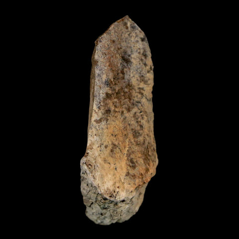 1.6" Tyrannosaurus Rex Fossil Bone Dinosaur Lance Creek Formation Wyoming COA - Fossil Age Minerals