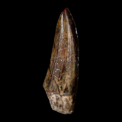 1.3" Suchomimus Fossil Tooth Cretaceous Spinosaurid Dinosaur Elraz FM Niger COA - Fossil Age Minerals