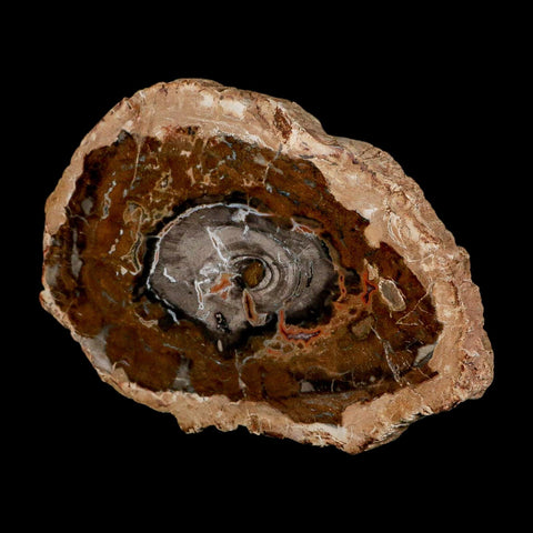 5.1" Fossilized Polished Petrified Wood Branch Madagascar 66-225 Million Yrs Old - Fossil Age Minerals